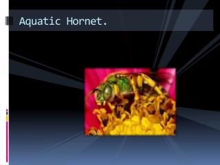 Aquatic Hornet.
