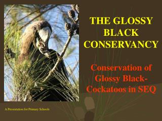 THE GLOSSY BLACK CONSERVANCY Conservation of Glossy Black-Cockatoos in SEQ