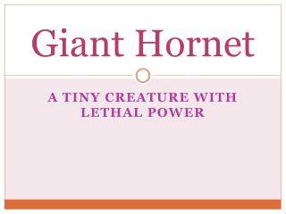 Giant Hornet