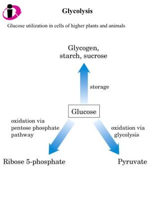 PPT - Chapter 14.1 and 14.2: Glycolysis and Feeder Pathways PowerPoint ...