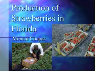 Production of Strawberries in Florida