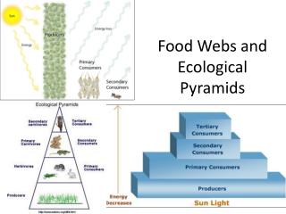 PPT - Mono Lake Food Webs PowerPoint Presentation - ID:360563