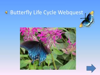 Butterfly Life Cycle Webquest