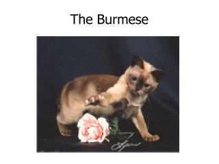 The Burmese
