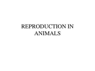 PPT - REPRODUCTION IN ANIMALS PowerPoint Presentation, free download