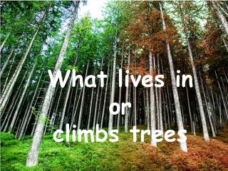 What lives in or climbs trees
