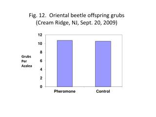 Fig. 12. Oriental beetle offspring grubs ( Cream Ridge, NJ, Sept. 20, 2009)