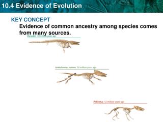 KEY CONCEPT Evidence of common ancestry among species comes from many sources.