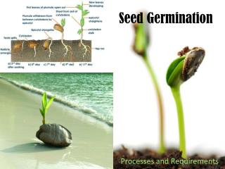 PPT - Seed Germination PowerPoint Presentation, free download - ID:2784930