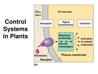 Control Systems in Plants