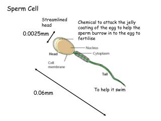 Chemical to attack the jelly coating of the egg to help the sperm burrow in to the egg to fertilise