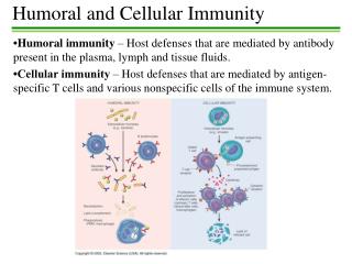 PPT - Humoral And Cellular Immunity PowerPoint Presentation, Free ...