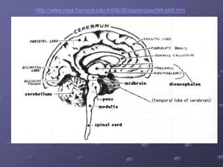 Brain-Behavior Relationships