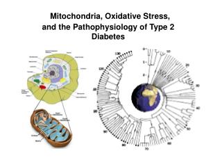 Mitochondria, Oxidative Stress, and the Pathophysiology of Type 2 Diabetes