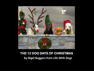 THE 12 DOG DAYS OF CHRISTMAS