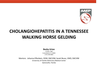 CHOLANGIOHEPATITIS IN A TENNESSEE WALKING HORSE GELDING