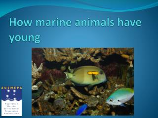 How marine animals have young