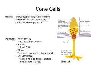 PPT - Cone Cells PowerPoint Presentation, free download - ID:2829053