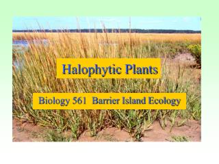Halophytic Plants