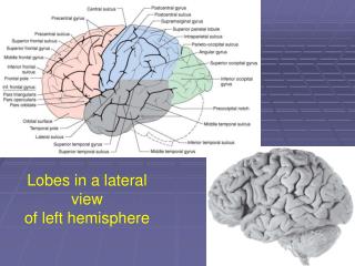 Lobes in a lateral view of left hemisphere
