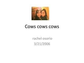 Cows cows cows