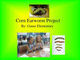 Corn Earworm Project
