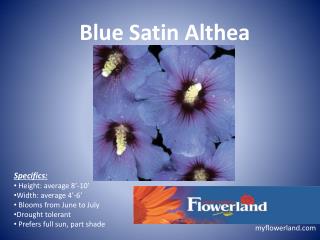 Blue Satin Althea
