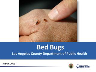 Bed Bugs Los Angeles County Department of Public Health