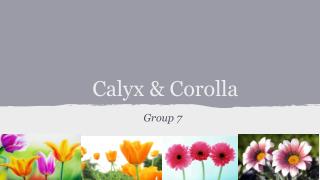 Calyx & Corolla