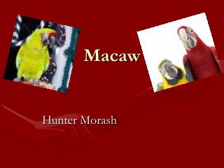 Macaw