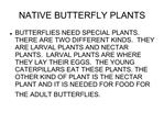 NATIVE BUTTERFLY PLANTS