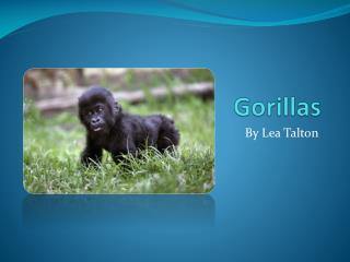 Gorillas