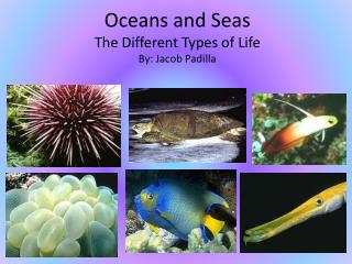 Oceans and Seas The Different Types of Life By: Jacob Padilla