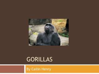Gorillas