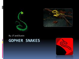 Gopher snakes