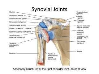 PPT - Peripheral Joint Mobilization -- Shoulder Joints PowerPoint ...