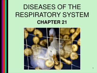 DISEASES OF THE RESPIRATORY SYSTEM