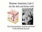 Human Anatomy Lab 2 or the skin and bones lab