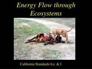 Energy Flow through Ecosystems