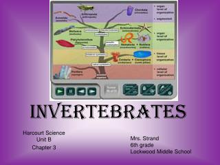 Invertebrates