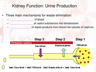 urine kidney produciton function