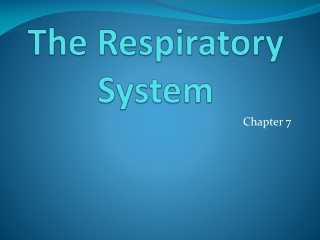 The Respiratory System