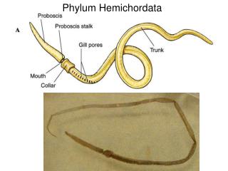 PPT - Phylum Hemichordata PowerPoint Presentation - ID:5400653