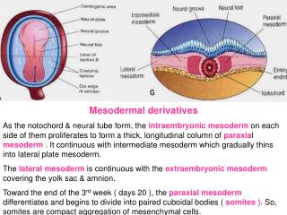 PPT - Intraembryonic Mesoderm PowerPoint Presentation - ID:6214523