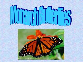 Monarch Butterflies