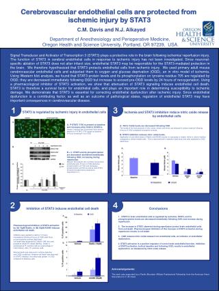 Cerebrovascular endothelial cells are protected from ischemic injury by STAT3