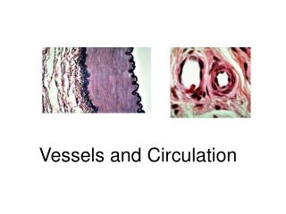 Vessels and Circulation