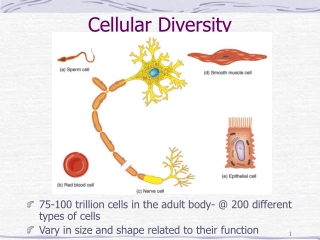 Cellular Diversity