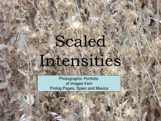 Scaled Intensities