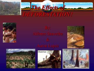 PPT - The Effects of DEFORESTATION! PowerPoint Presentation, free ...